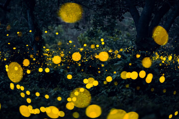 Wall Mural - Firefly flying in the forest. Firefly lights in the night like a fairy tale. Fireflies in the bush at night in Prachinburi Thailand. Light from fireflies at night in the forest, Long exposure photo.