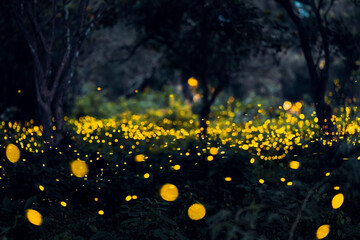 Wall Mural - Firefly flying in the forest. Firefly lights in the night like a fairy tale. Fireflies in the bush at night in Prachinburi Thailand. Light from fireflies at night in the forest, Long exposure photo.