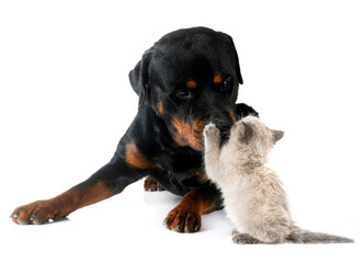 Poster - siamese kitten and rottweiler in studio