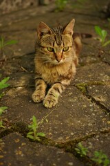 Wall Mural - Tabby tiger cat rest in summer garden