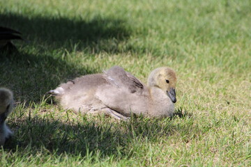 Wall Mural - Young Goose, U of A Botanic Gardens, Devon, Alberta