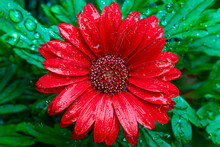 Close Up Of Vivid Red Gerbera Daisy Blossom (Gerbera Jamesonii) With Rain Drops	