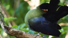 Hartlaub's Touraco, African Bird Sitting On A Branch