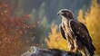 Golden eagle Aquila chrysaetos standing in the rock high ground with nature background.