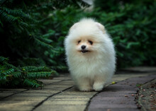 A Cute Fluffy Puppy Stands On A Path Near A Bush. The Breed Of The Dog Is The Pomeranian