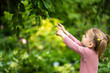 toddler girl is interested in leaves and tree, outdoor authentic nature with kids