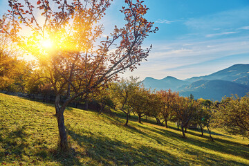 Wall Mural - Forest on a sunny day in autumn season.