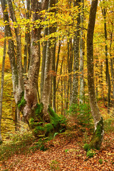 Wall Mural - Beech forest with orange leaves. Autumn landscape on a sunny day in the mountains. Carpathians, Ukraine