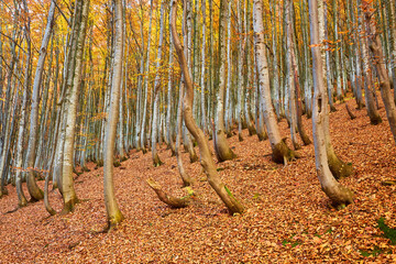 Wall Mural - Beech forest with orange leaves. Autumn landscape on a sunny day in the mountains. Carpathians, Ukraine