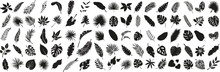 Set Of Tropical Leaves. Collection Black Leaves Palm, Fan Palm, Banana Leaves. Nature Leaves Collection. Vector Illustration