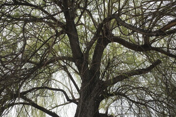 Wall Mural - trees in the forest