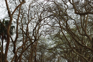 Wall Mural - branches against sky