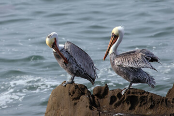 Wall Mural - Male pelicans perched on the central coast of Cambria California United States