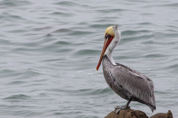 Wall Mural - Pelican at rest on the central coast of Cambria California United States