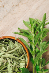 Wall Mural - Dried stevia and green twig cup on a wooden board .Stevia plant.Sugar substitute. Natural dietary sweetener.Alternative Low Calorie Vegetable Sweetener. 