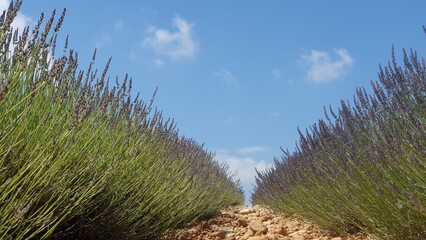 Wall Mural - Provence