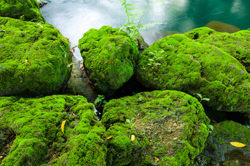 Poster - Mossy rocks with green water background