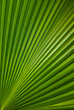 © Afi - palm leaf texture natural tropical green leaf close up