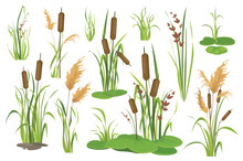 Bulrush And Water Plants Objects Mega Set In Graphic Flat Design. Bundle Elements Of Different Types Of Swamp Cattails, Marsh Reed, Sedge And Blooming Canes. Vector Illustration Isolated Stickers