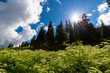 Pasture with wild flowers and fir trees on a sunny morning in the mountains