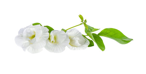 Canvas Print - white butterfly Pea isolated on transparent png