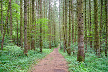 Chemin à Travers Une Forêt 