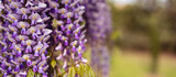 Fototapeta  - Blooming Wisteria Sinensis with classic purple flowers in full bloom in hanging racemes against a green background. Garden with wisteria in spring.