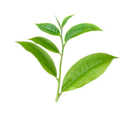 Wall Mural - green tea leaf isolated on transparent png