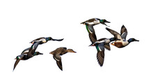 Group Of Flying Birds Png, Ducks On Transparent Background