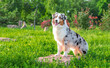 dog of the Australian Shepherd breed sitting on the stone in a park in summer on a sunny day