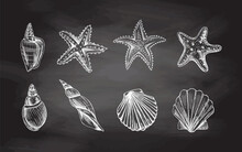 Seashells,  Marine Starfish, Scallop Seashell Vector Set. Hand Drawn White  Sketch Illustration. Collection Of Realistic Sketches Of Various  Ocean Creatures  Isolated On Chalkboard  Background.