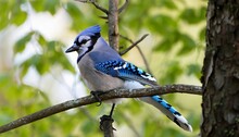 A Wide Angle And Close Up Front View Of A Colorful Blue Jay Sitting On A Tree