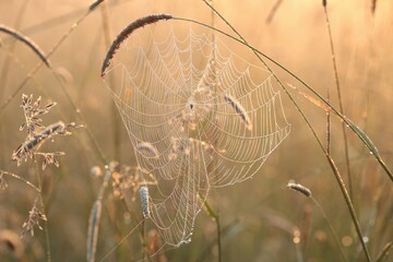 Spider web on a meadow during sunrise