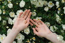 Hands Of Woman On White Flowers Blooming On Bush