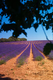 Fototapeta Krajobraz - kwiat lawenda roślina pejzaż lato europa rolnictwo