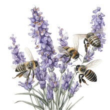 Watercolor Illustration Of Lavender Bush With Bees