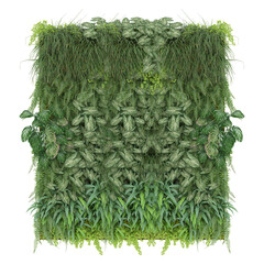 vertical garden plant isolated on transparent background.