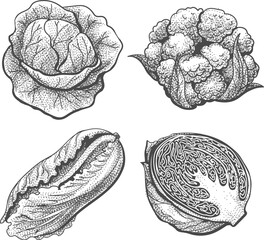 Wall Mural - cabbage engraved hand drawn set