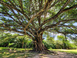 © rudiernst - Big Ficus tree in front of the Garcia D'Avila castle, in the Praia do Forte, Mata de Sao Joao, Bahia, Brazil