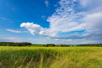 Wall Mural - Summer landscape with fields and forests under clouds and blue sky