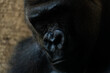 © Jose Raúl Abad Reina - Emotional Gorilla Family Interactions