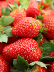 Strawberry in the pots, Cameron Highlands