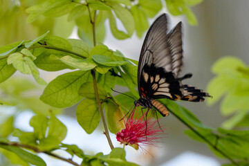 
Macro shots, Beautiful nature scene. Closeup beautiful butterfly sitting on the flower in a summer garden.
