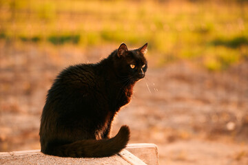 Beautiful stray cat outdoors in nature. Cat in the green grass.