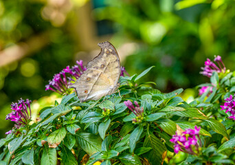 Macro shots, Beautiful nature scene. Closeup beautiful butterfly sitting on the flower in a summer garden.