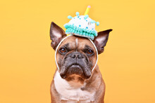 Fawn French Bulldog Dog Wearing Birthday Cake Party Hat On Yellow Background