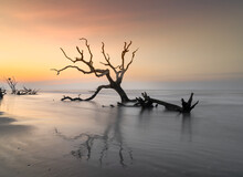 Meditative Seascape With Dead Tree And Driftwood At Sunrise