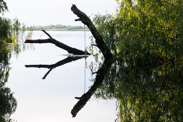 Poster - beautiful bright green summer foliage reflecting in water in the delta