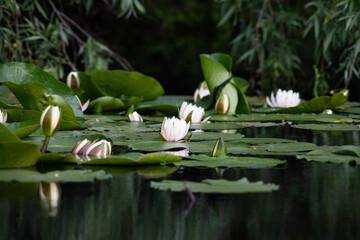 Poster - white water lilies on a lake