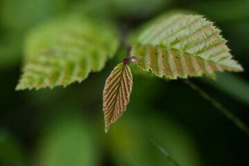 Poster - bright green leaves summer nature background